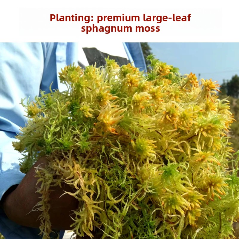 Musgo Sphagnum Seco de Grado A - Preserved Moss Sheet reseña y precio